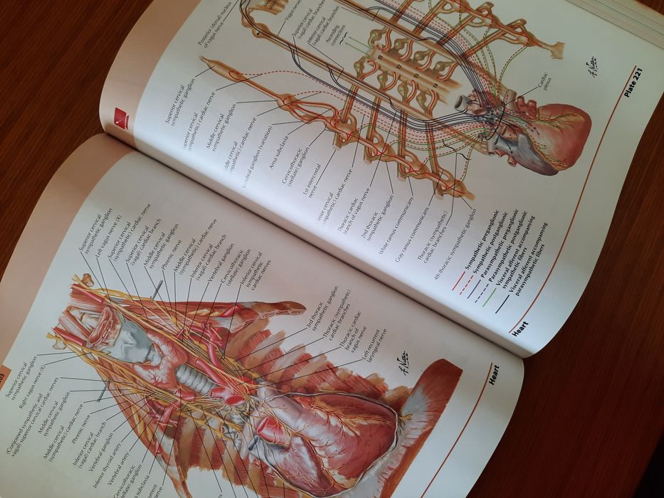Livro Anatomia Frank Netter