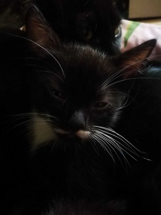Кошеня у подарунок! Котики та кошечки 2 мес. едят все, лоток на 5!