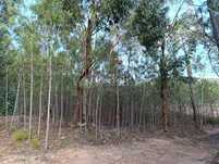 Terreno / Fundão, Monte Leal