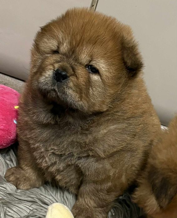 Śliczne chow chow !!