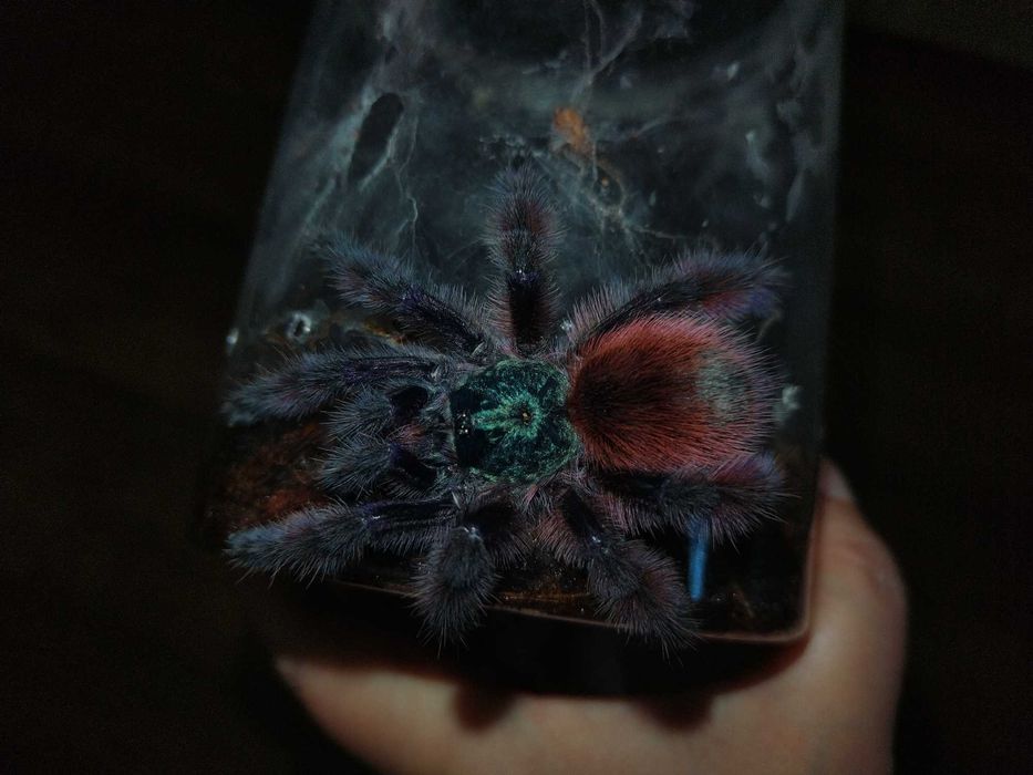 Caribena Versicolor L7 samiec