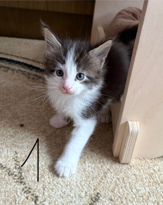 Świąteczny miot Maine Coon – gotowy do odbioru na Boże Narodzenie!