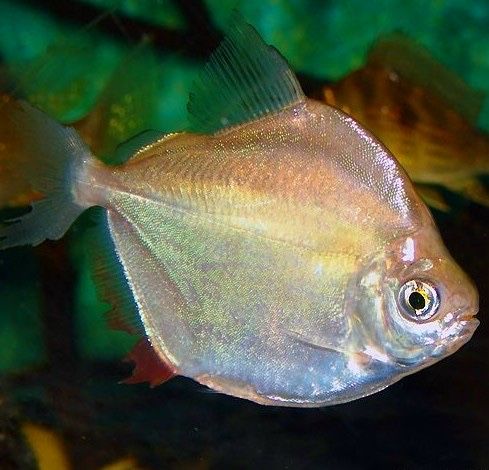 Peixe dolar platinum