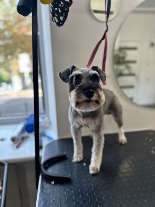 Грумінг , стрижка собак, лівий берег Дніпро