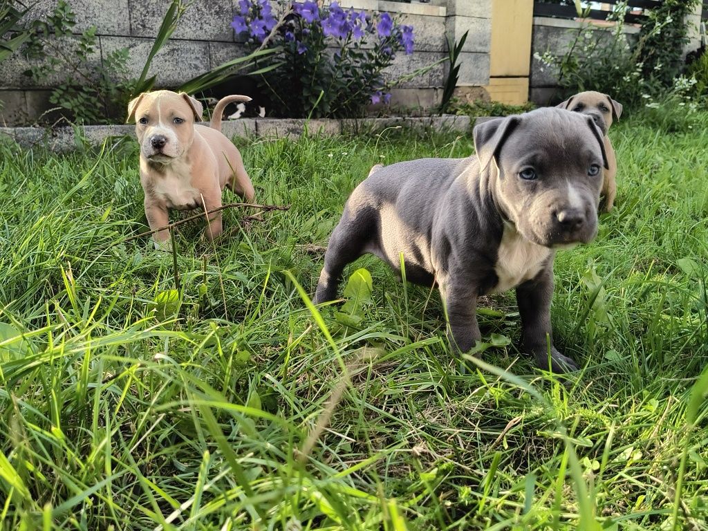 Amstaff Staffordshire Terrier piesek błękitny