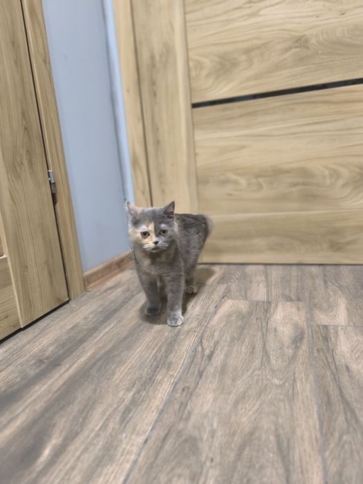 Kotki brytyjskie z rodowodem FPL