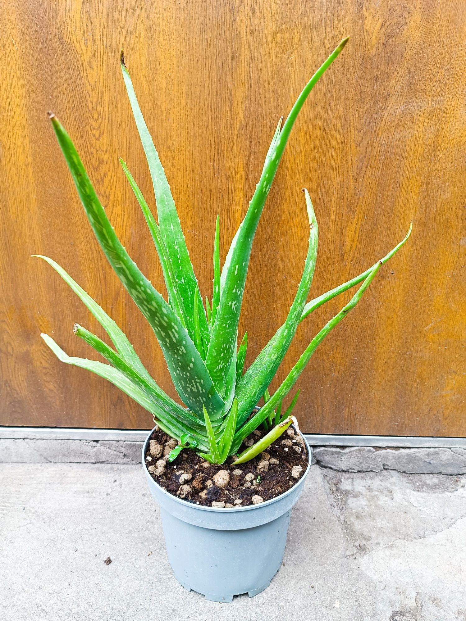 Aloe vera var. Chinesis 4 letni
