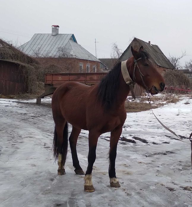 Продам жеребця орловської породи