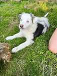 Border collie nieboeskooka śliczna sunia blue merle