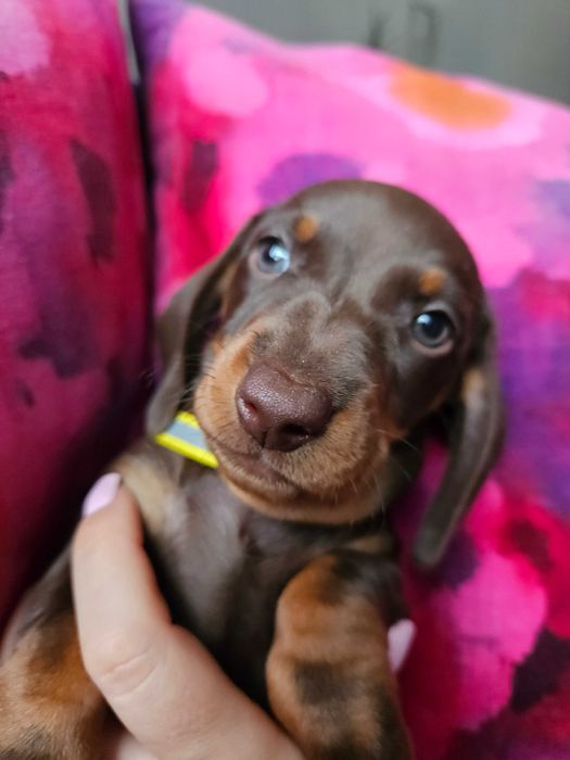 Jamnik Suka czekoladowa brązowa