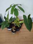 Zestaw roślin 50 złotych variegata fikus syngonium filodendron