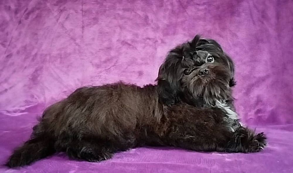 Девочка ши тцу FCI