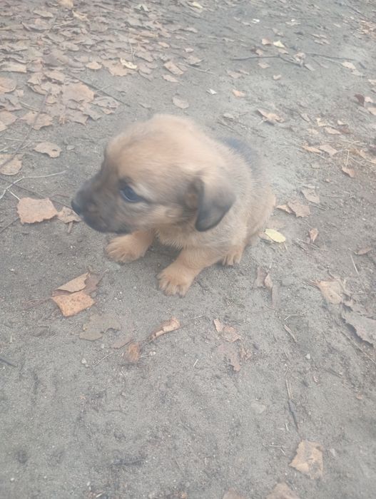 Pieski oddam za darmo