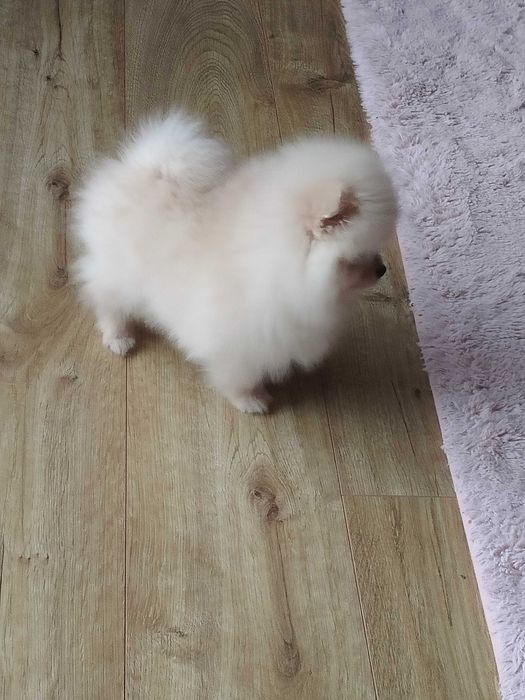 !!! Okazja!!!Miś pomeranian