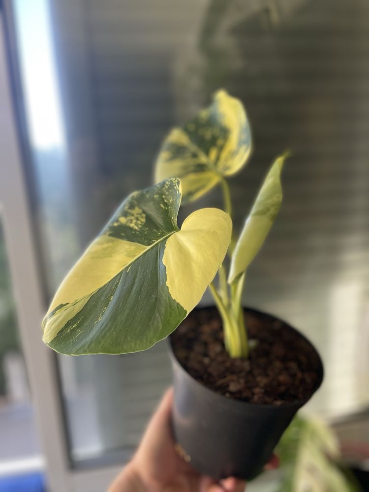Planta Monstera aurea