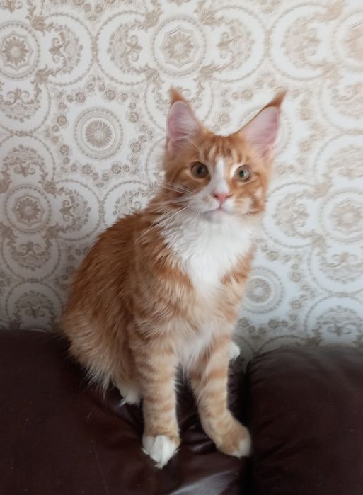 Крупные мальчики мейн кун в ярком окрасе,с документами WCF,привиты.