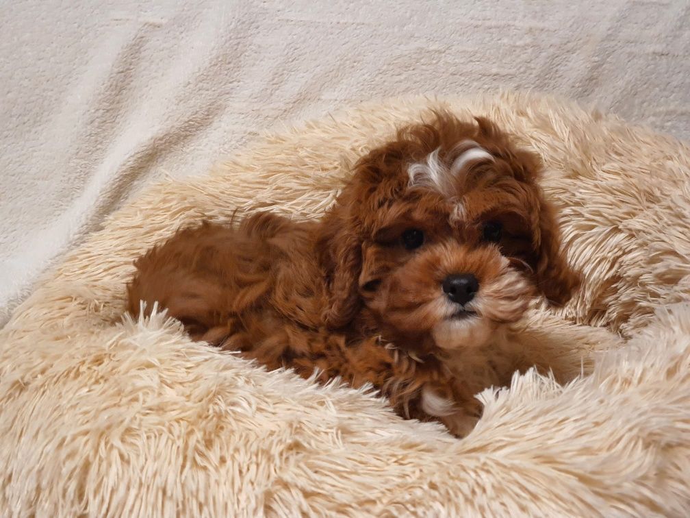 CAVAPOO !! Cudowny szczeniaczek * Hybryda Pudel + Cavalier