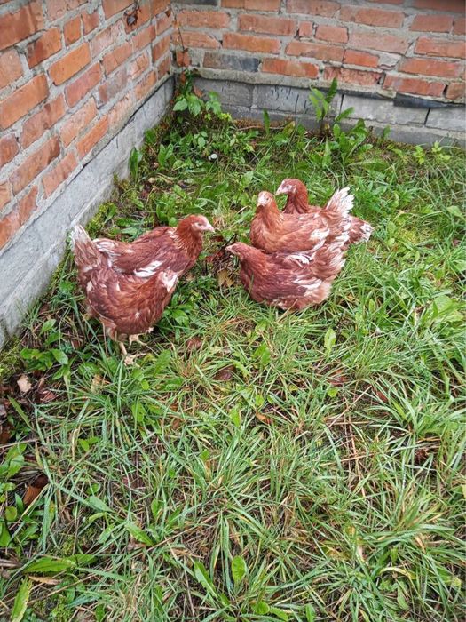 Sprzedam Mlode kurki nioski rossa, loghman brown, white i sandy