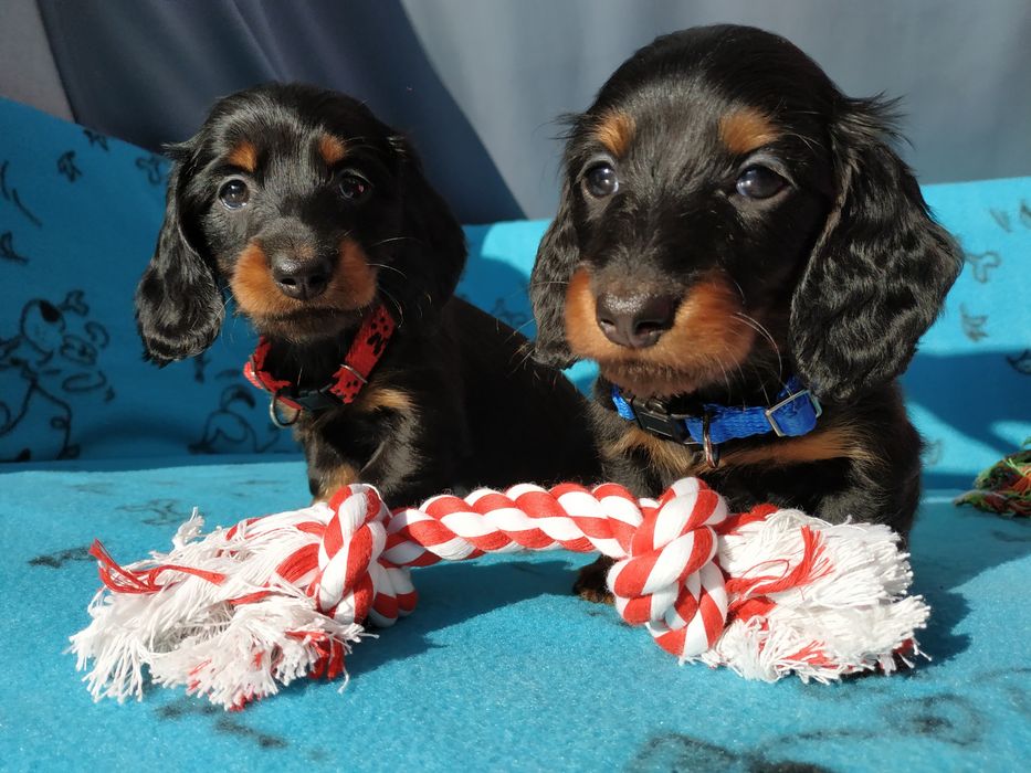 Jamnik długowłosy Związek Kynologiczny w Polsce FCI