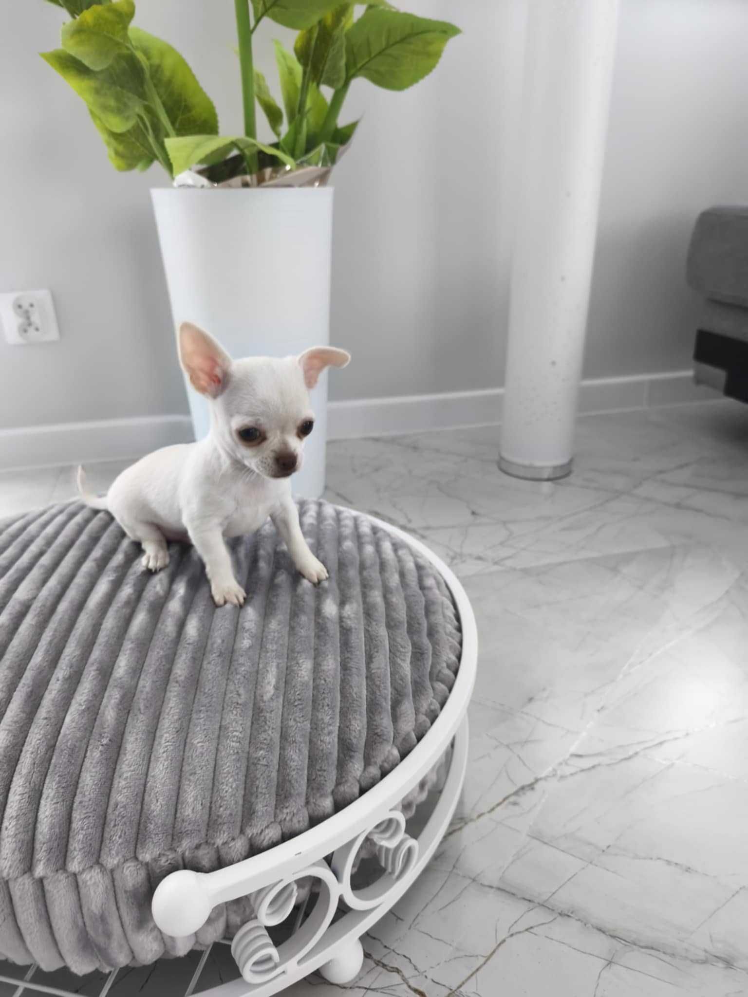Sprzedam Chihuahua krotkowlosy juz doo odbioru