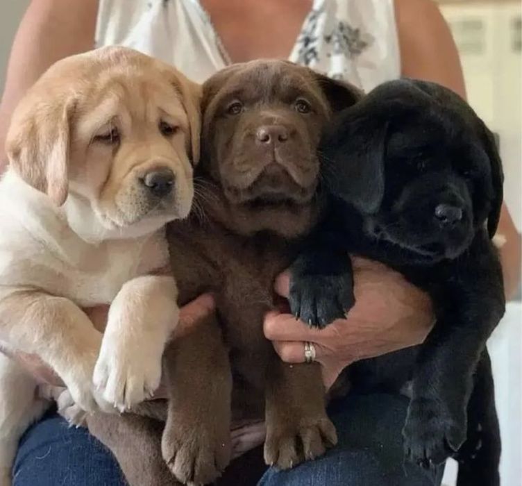 Лабрадор шоколад, коричневий білий Чорний Лабрадор Ретрівер Є Доставка