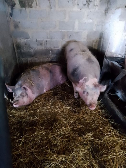 Продаються кабанчики м'ясної породи