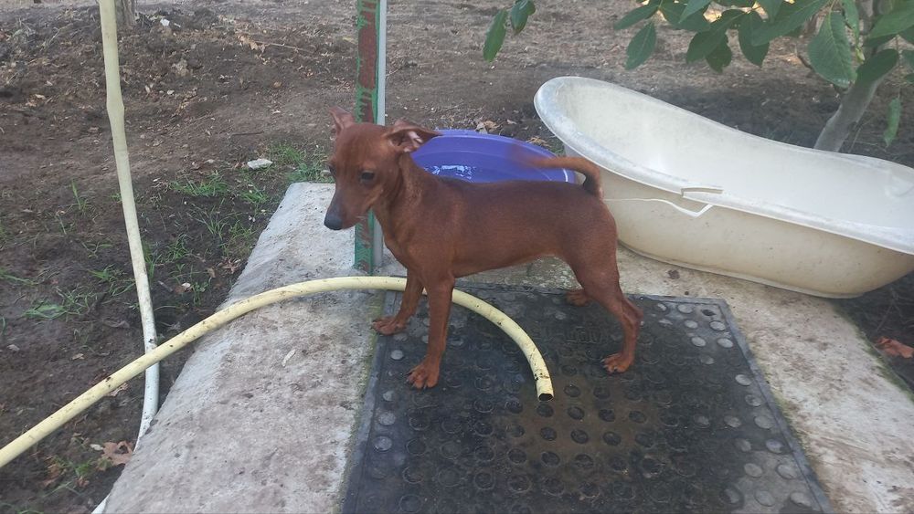 Дівчинка карликового пінчера шукає свою родину