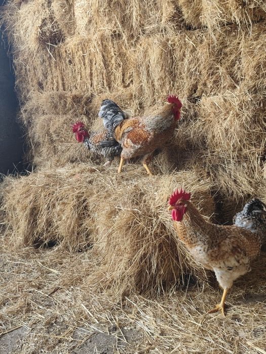 Pekins, kriel, fracas, galinhas angola