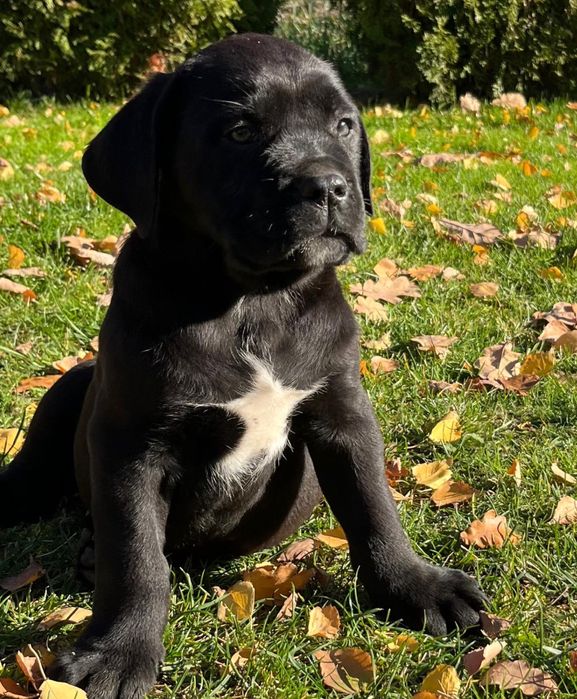 Cane corso szczeniak