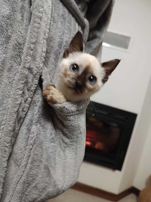 Três gatinhas para adoção responsável