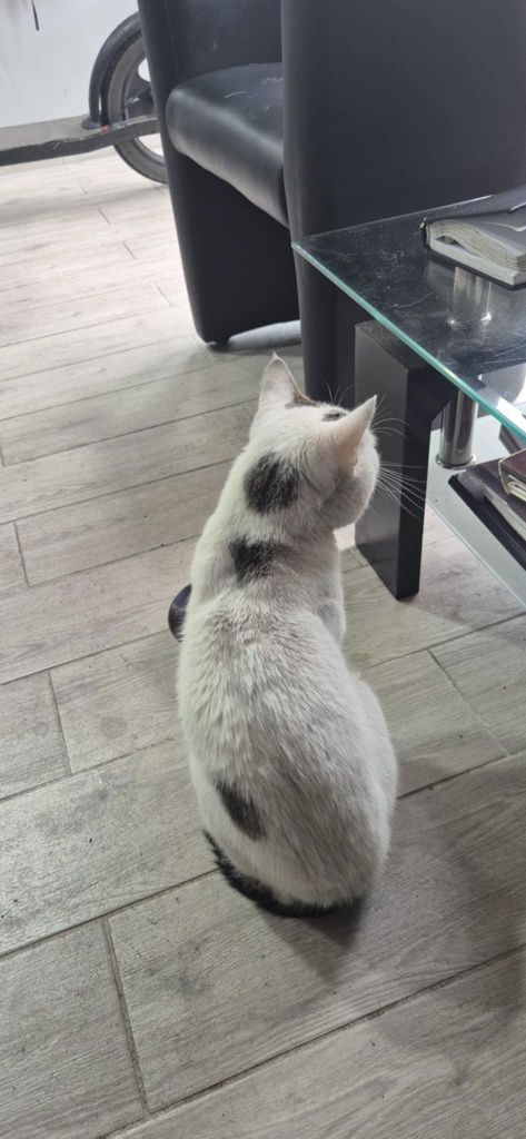 Kocurek Fredziu do adopcji