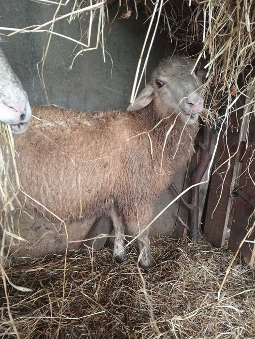 Borrego com 4 meses