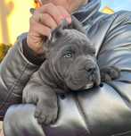 Cane Corso mocny pies