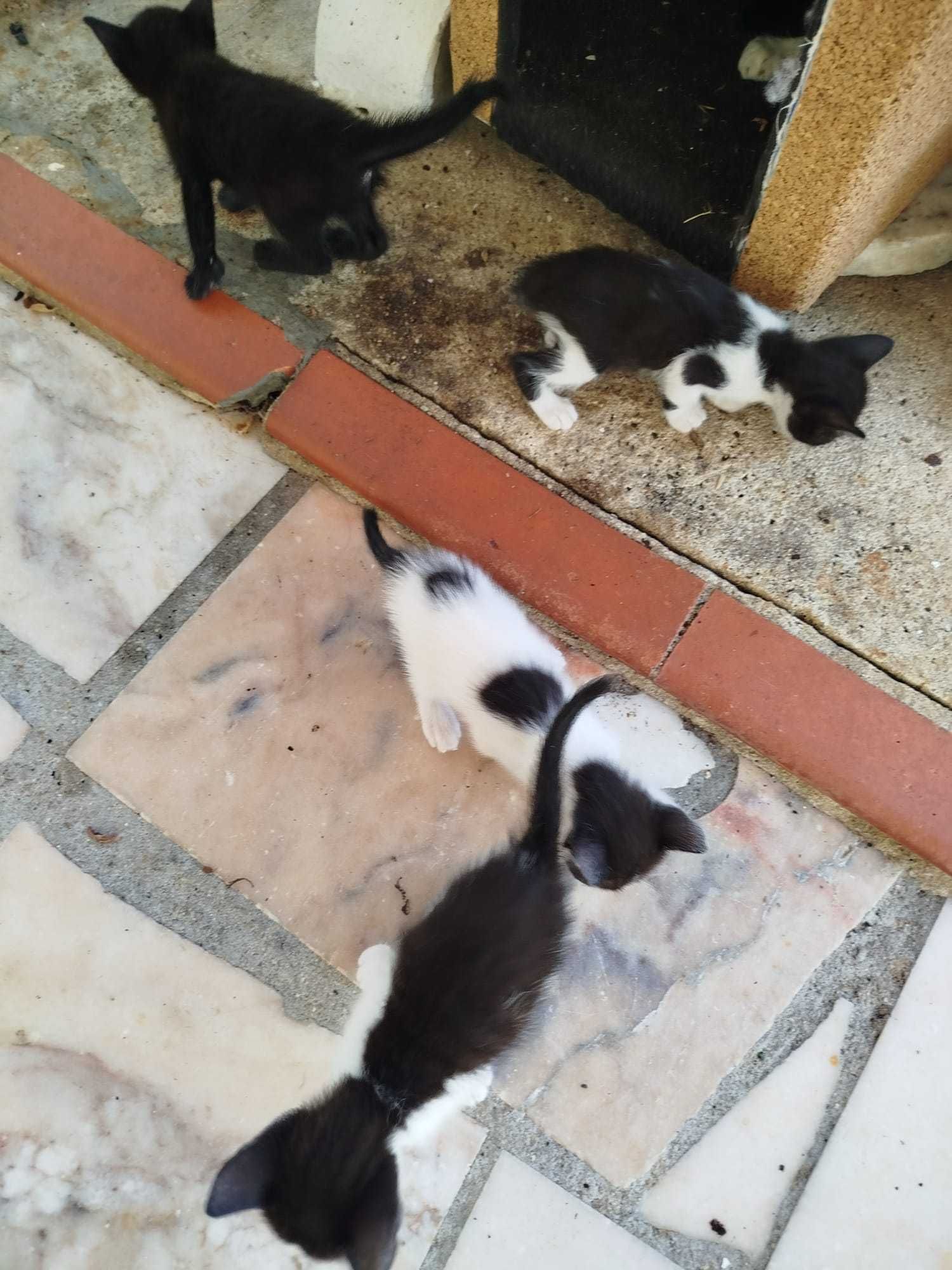 Gatinhos para dar