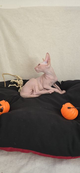 Gatinho Sphynx Macho
