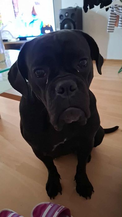 Oddam za darmo sukie ma niecałe 2 lata