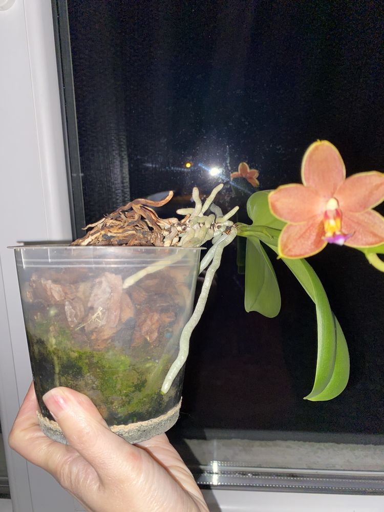 Орхідея белладоро