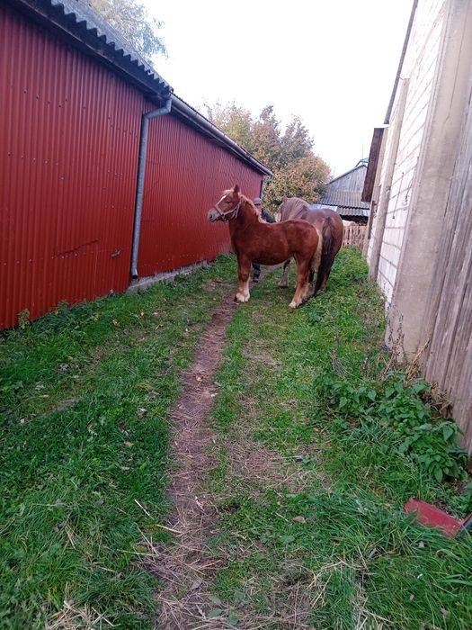 Źrebica zimnokrwista połroczna