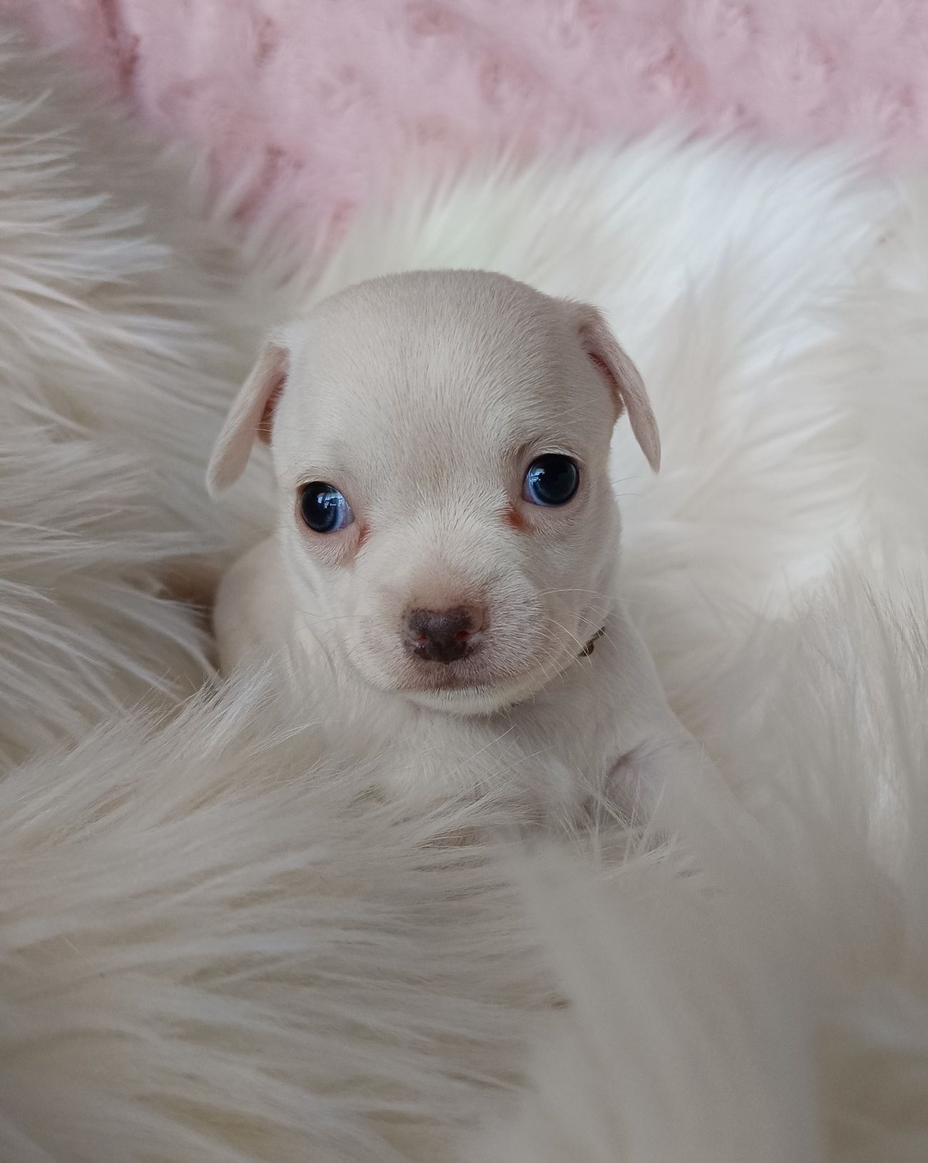Chihuahua piesek