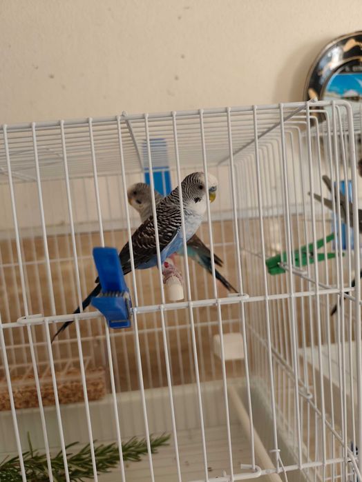 Piriquitos Autralianos Campeões