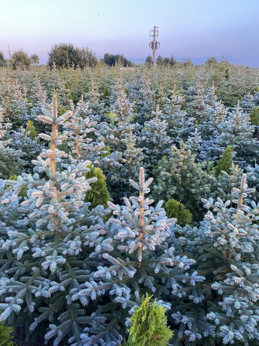 Świerk srebrny jodła koreańska Nasielsk 05 190