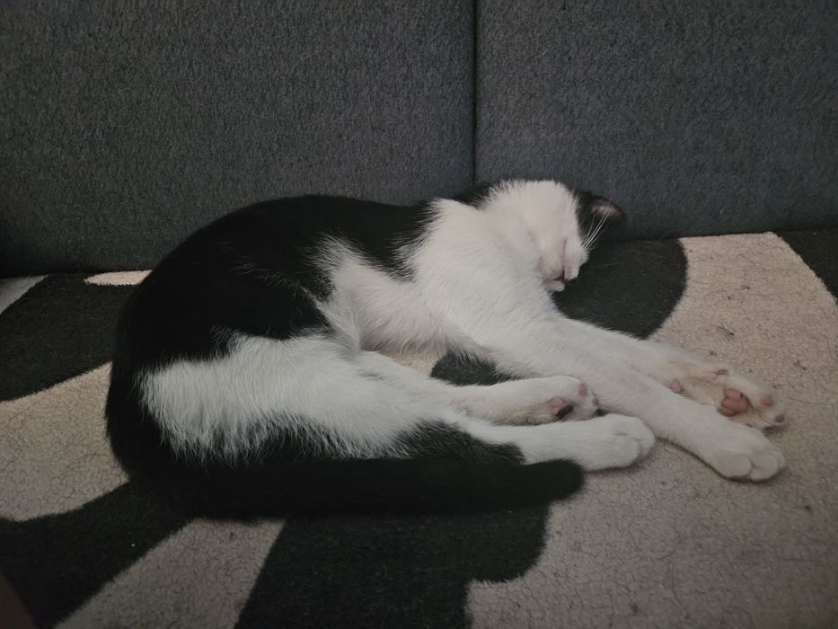 Proludzki Melon oczekuje na dom!