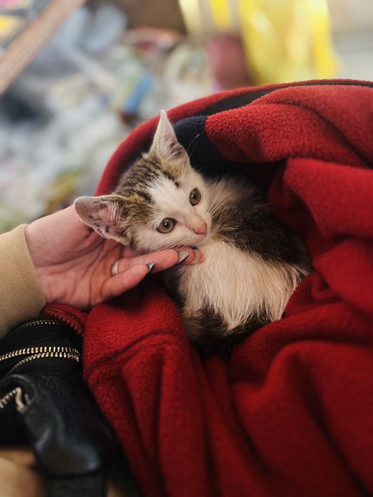 Дуже гарненьке кошеня, хлопчик