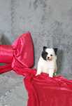 spitz alemão anão/lulu da pomerania