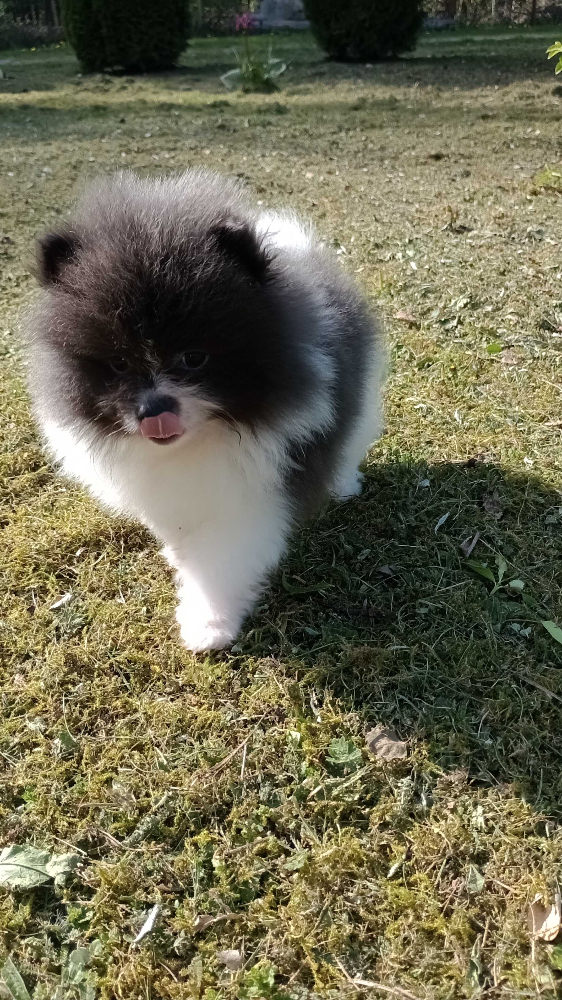 Śliczny chłopak Szpica Pomeraniana