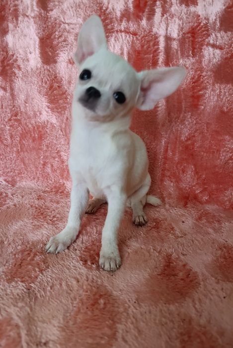 Гарненька біленька Дюймовочка чекає на батьків