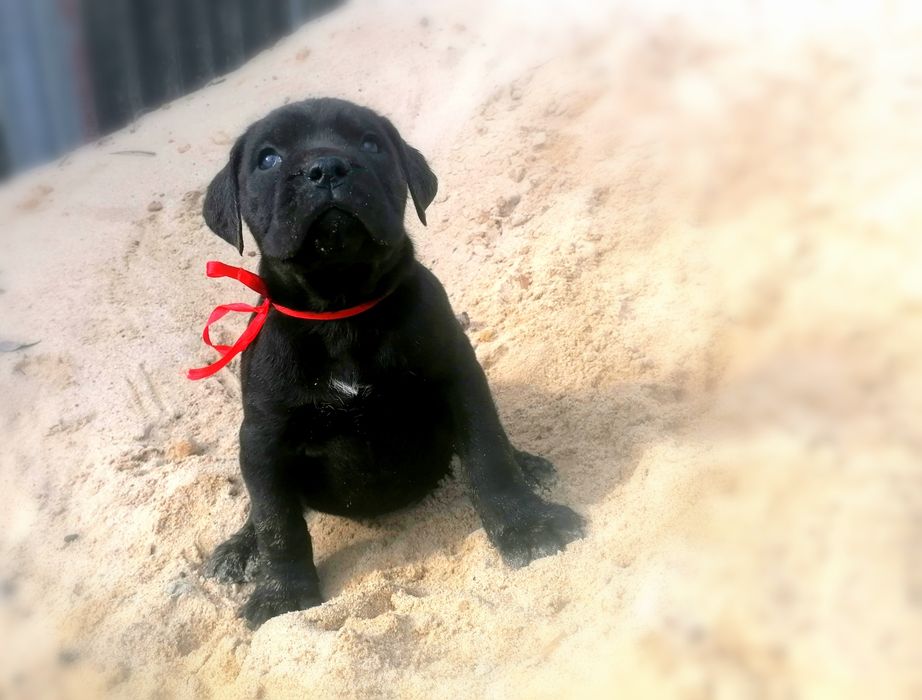 Кане-Корсо неймовірна порода.