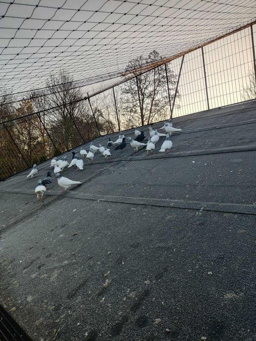 Sprzedam gołębie budapeszty