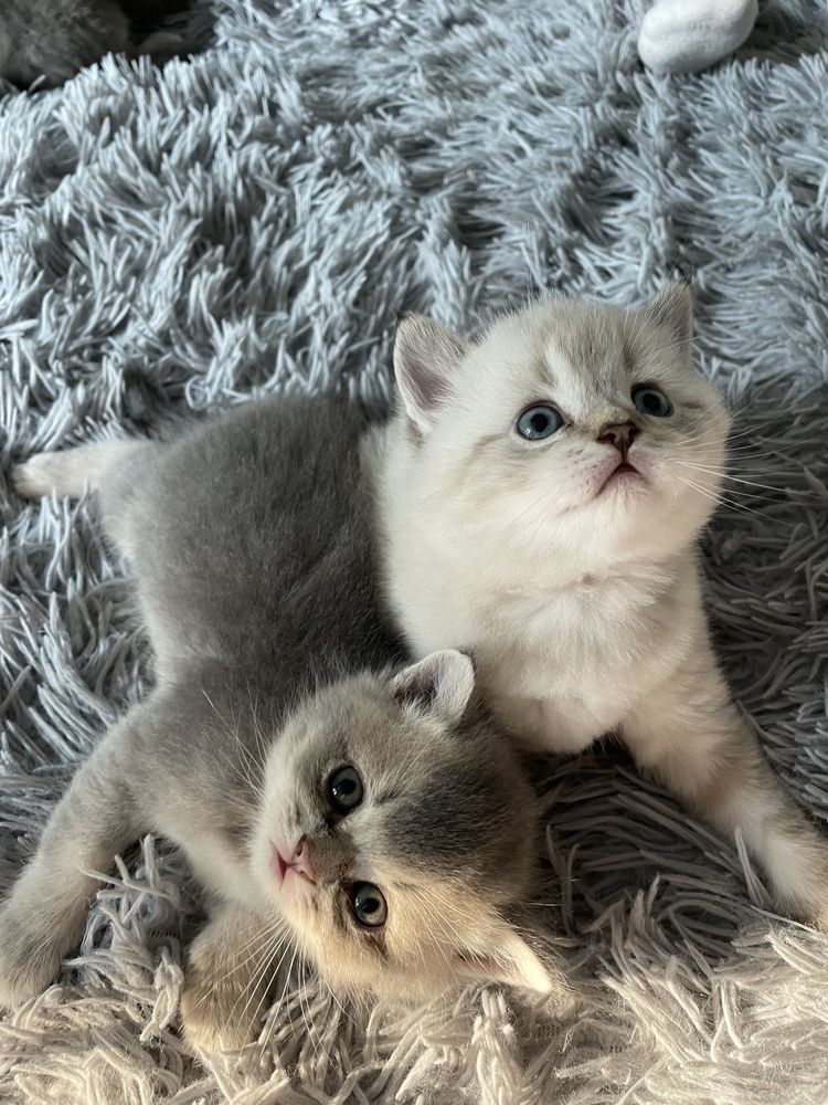 Шотландські чистокровні кошенята, котик фолд,шотландские котята