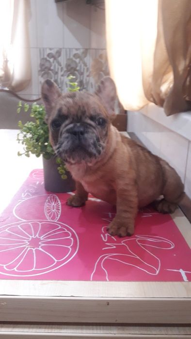 Французский бульдог